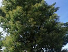 Продам мимозу закрытый 