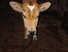 Теленок 