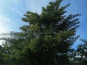  Продам Мимозу не открытый 