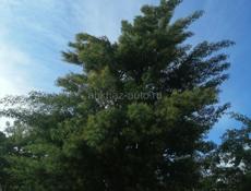  Продам Мимозу не открытый 