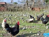 Продаю петушки 