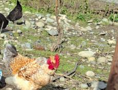 Продаю петушки 