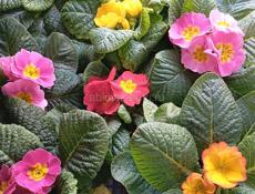 Продажа цветов 