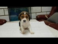 Щенки БИГЛЬ 