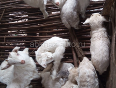 Козы с козлятами срочно 9961888