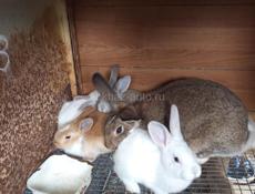 Кролики больших пород.