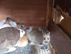 Кролики больших пород.
