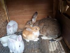 Кролики больших пород.
