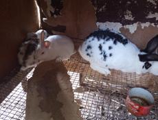 Кролики больших пород.