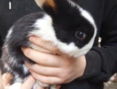 Кролики карликовой породы.