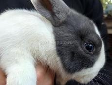 Кролики карликовой породы.