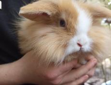 Кролики карликовой породы.