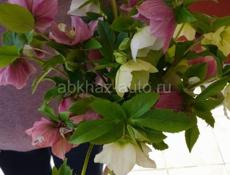 горные цветы продаю , можете заказать любои количества, одна штука 20 рублей,, пишите по ваццапу