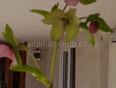 горные цветы продаю , можете заказать любои количества, одна штука 20 рублей,, пишите по ваццапу