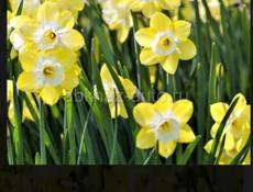 горные цветы продаю , можете заказать любои количества, одна штука 20 рублей,, пишите по ваццапу