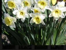 горные цветы продаю , можете заказать любои количества, одна штука 20 рублей,, пишите по ваццапу