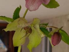 горные цветы продаю , можете заказать любои количества, одна штука 20 рублей,, пишите по ваццапу