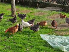 Продаю домашние куры разных пород.