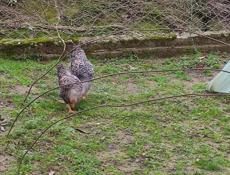 Продаю домашние куры разных пород.