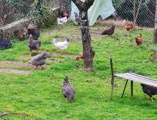 Продаю домашние куры разных пород.