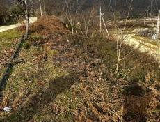 МОС питомник 