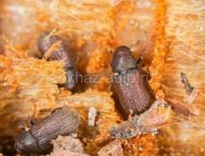 Уничтожение всех видов насекомых, грызунов, плесени