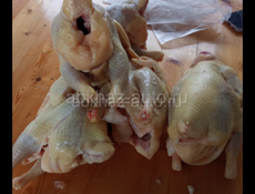 Продаются куры домашние чищеные и живые доставка есть по всей абхазий 