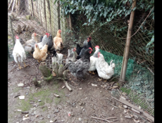 Продаются куры домашние чищеные и живые доставка есть по всей абхазий 