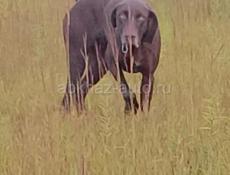 Продается чистокровный немецкий куцхар