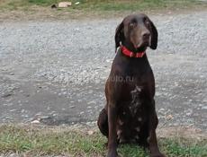 Продается чистокровный немецкий куцхар