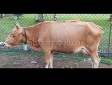 Корова 4 года 