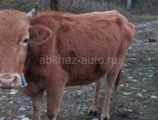 Корова 4 года 