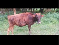 Тёлка 2 года 