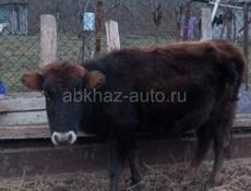 Тёлка 2 года 