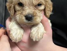 Чистокровный щенок япаниель бритона