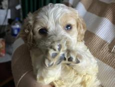 Чистокровный щенок япаниель бритона