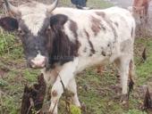 Продаётся бык маладои 120к