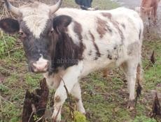 Продаётся бык маладои 120к