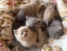 Британские котята! 