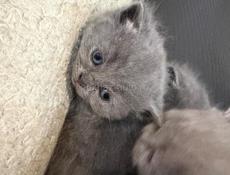 Британские котята! 