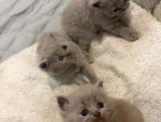 Британские котята! 