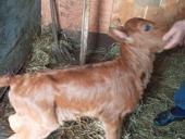 Подаю телёнка 