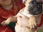 Французики 