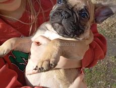 Французики 