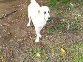 Ищу кабель Алабай 