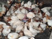 Продаю цыплят несушек, им почти 2 месяца