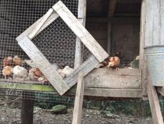 Продаю цыплят несушек, им почти 2 месяца