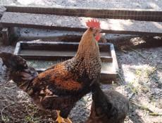 Петух молодой домашний