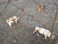 Продаю поросят