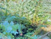 Саженцы  Эвкалипта